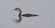 adult common loon (Gavia Immer) swimming