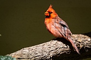 Northern cardinal