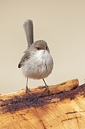 Superb fairy wren (wild)