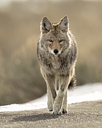 Coyote