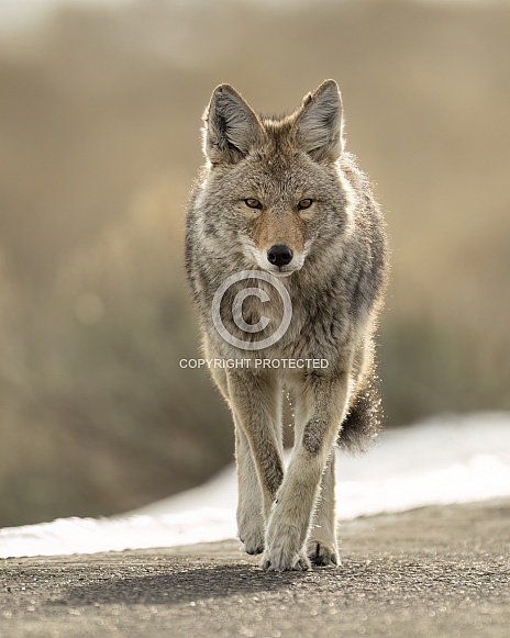 Coyote Coyote