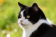 Domestic Cat Tuxedo Shorthair