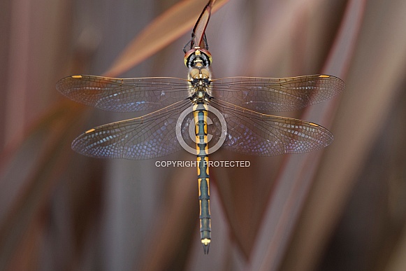 Australian emerald dragonfly