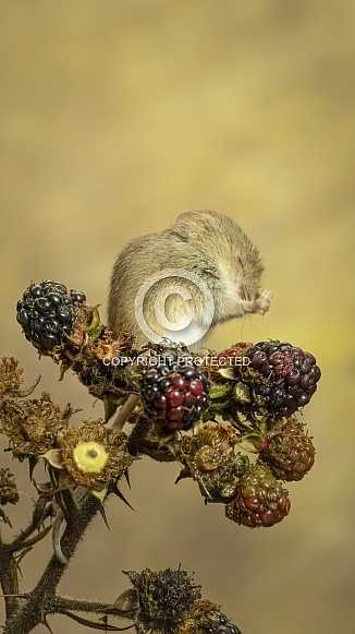 Harvest Mouse