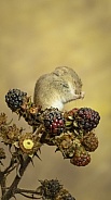 Harvest Mouse
