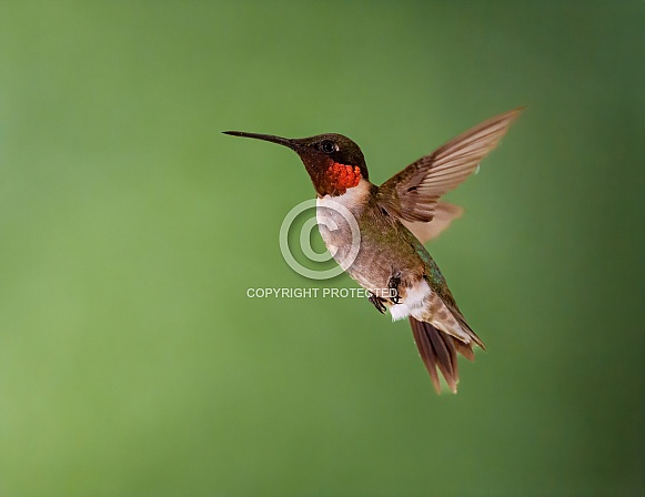 Ruby-throated Hummingbird