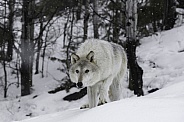 Tundra Wolf-The Stalk