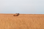 Red deer stag - bellowing