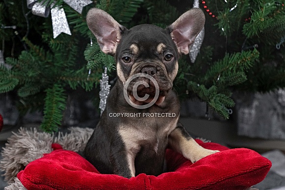 Black and Tan French Bulldog Puppy Black and Tan French Bulldog Puppy