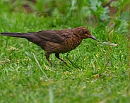 young blackbird