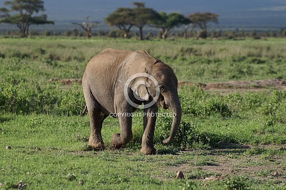 African Elephant Calf