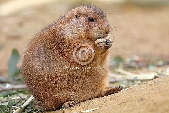 black-tailed prairie dog (Cynomys ludovicianus) black-tailed prairie dog (Cynomys ludovicianus)