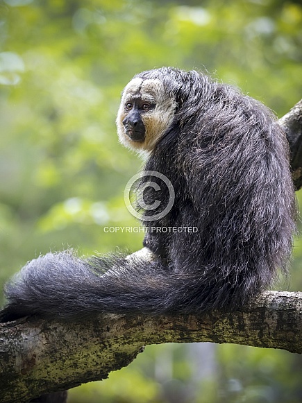 White-faced saki (Pithecia pithecia)