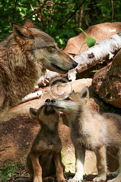 Wolf and Wolf Pups