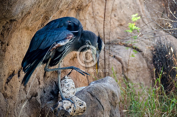 Great Blue Heron Great Blue Heron