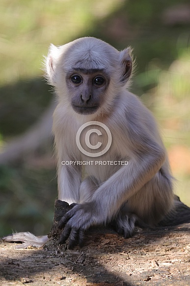 Bengal  Hanuman Langur (Semnopithecus Entellus)
