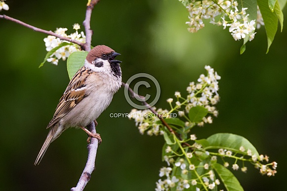 Tree sparrow Tree sparrow