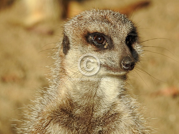 Meerkat Meerkat