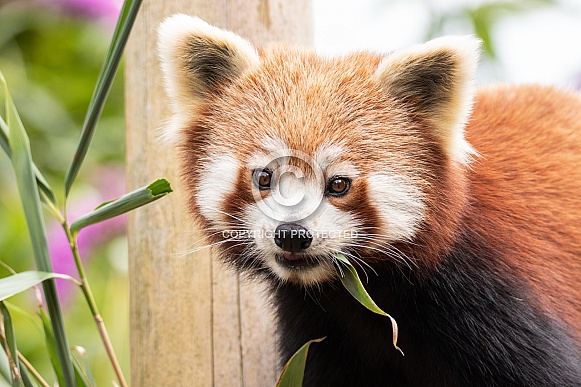 Red Panda Close Up Eating Bamboo Red Panda Close Up Eating Bamboo