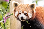 Red Panda Close Up Eating Bamboo