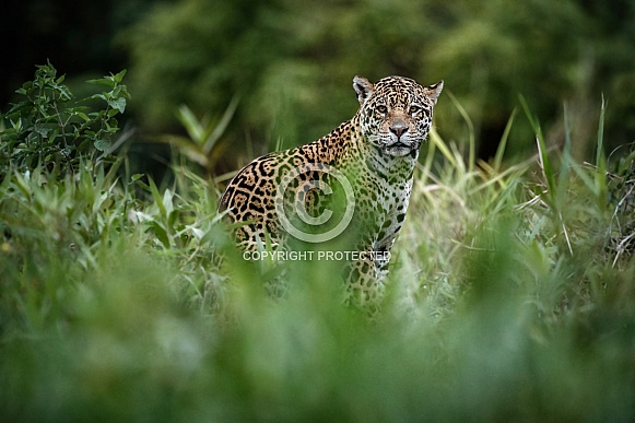 American jaguar in the nature habitat