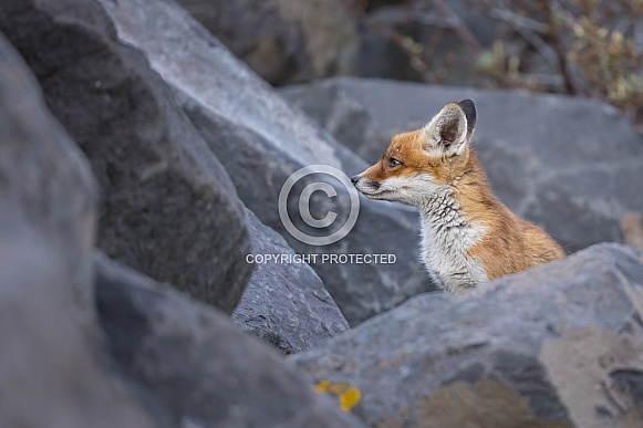 Red fox cubs in nature
