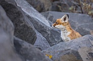 Red fox cubs in nature
