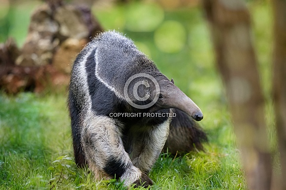 Giant Anteater Giant Anteater