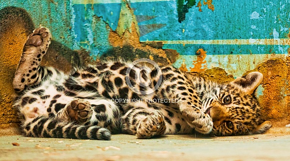 Leopard Cub