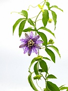 passionflower passiflora incarnata x cincinnata incense hybrid. Maypop or passion vine. Larger purple flowers and leaves with five lobes are traits of âIncenseâ Isolated on white background