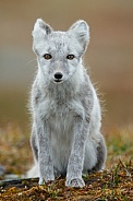 Arctic fox