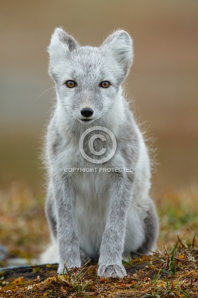 Arctic fox