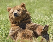 Kodiak Grizzly Bear-Boo Boo Bear