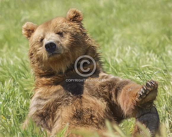 Kodiak Grizzly Bear-Boo Boo Bear Kodiak Grizzly Bear-Boo Boo Bear