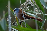 Bearded Tit (Reedling)
