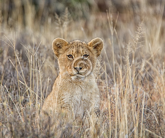 Lion Cub Lion Cub