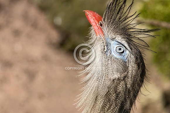 Red Legged Seriema Bird Face Shot Looking Upwards Red Legged Seriema Bird Face Shot Looking Upwards