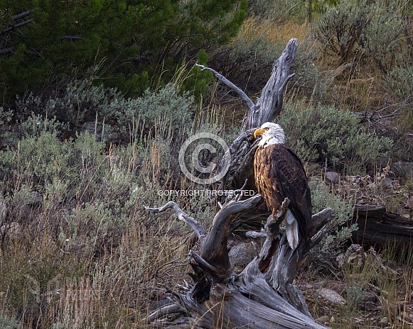 Bald Eagle on Tree Stump