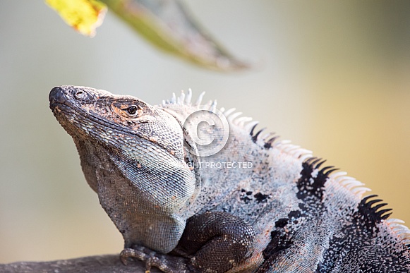 Wild Iguana Wild Iguana