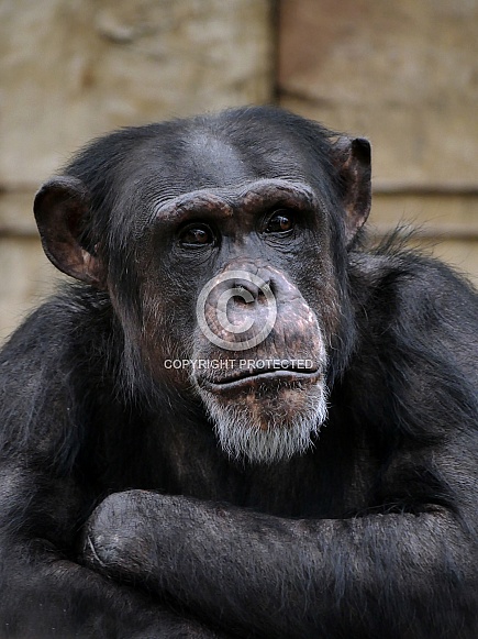 Chimpanzee