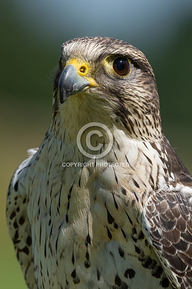 Peregrine falcon portrait