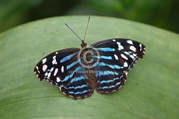 Blue banded Purplewing