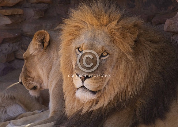 Lion and lioness
