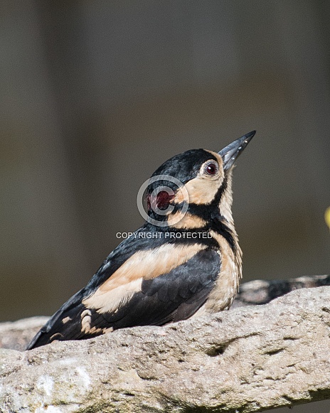 male greater spotted woodpecker male greater spotted woodpecker