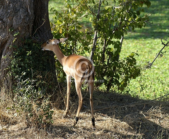 Impala