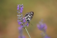 Marbled White Butterfly On Lavender
