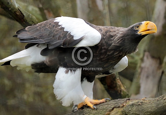 Steller´s Sea Eagle