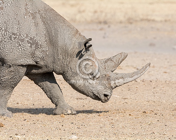 Black Rhinoceros