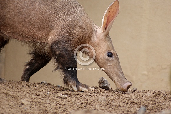 Aardvark