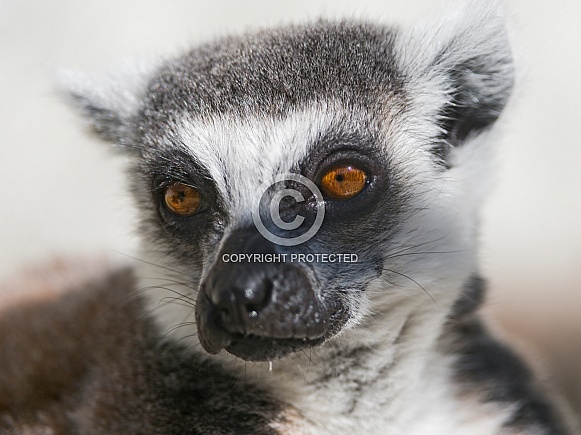 Catta Lemur